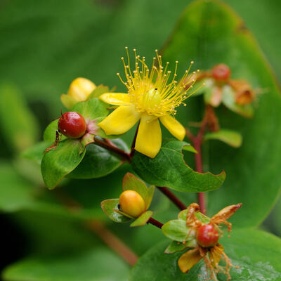 Hypericum 'MIRACLE Wonder' - 