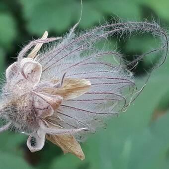 Geum triflorum