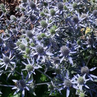 Eryngium planum 'Blue Hobbit'