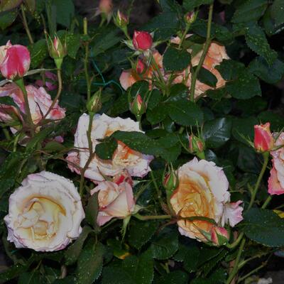 Rosa 'Brittannia' - 