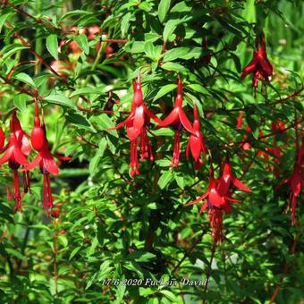 Fuchsia 'David'