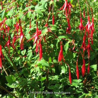 Fuchsia magellanica