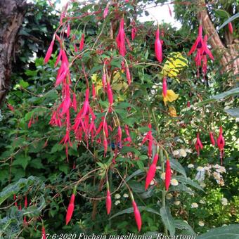 Fuchsia magellanica 'Riccartonii'