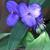 Tradescantia andersoniana