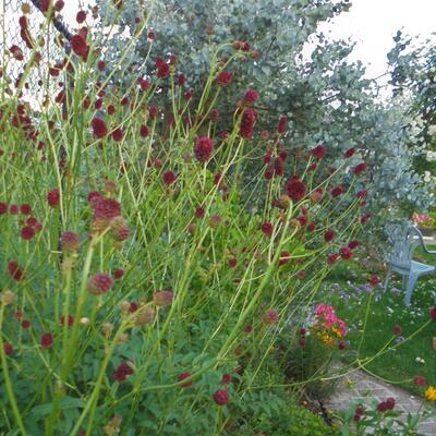 Sanguisorba officinalis 'Martin's Mulberry' - 