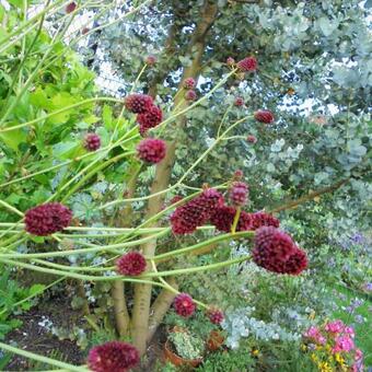 Sanguisorba officinalis 'Martin's Mulberry'