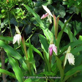 Roscoea x beesiana