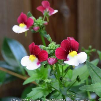 Nemesia 'SUNSATIA Cherry on Ice'