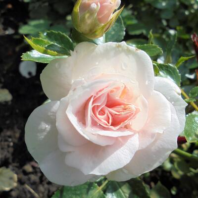 Rosa 'Aspirin-Rose' - Rosa 'Aspirin-Rose'