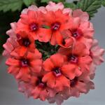 Verbena ESTRELLA 'Lobsterfest' - 