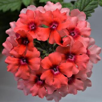 Verbena ESTRELLA 'Lobsterfest'