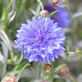 Centaurea cyanus 'Blue Boy'