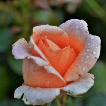 Rosa 'Abbaye de Cluny'