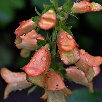 Digitalis x valinii 'ILLUMINATION Apricot'