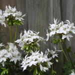 Pelargonium x hortorum 'Arctic Star' (Stellar type) - 