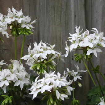 Pelargonium x hortorum 'Arctic Star' (Stellar type)