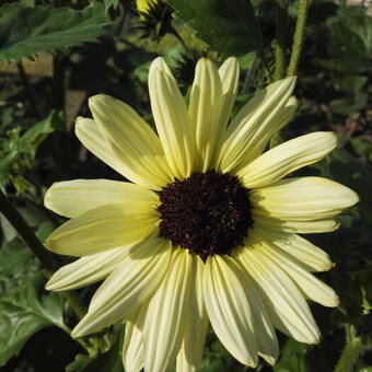 Helianthus debilis 'Vanilla Ice'