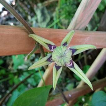 Clematis florida 'Taiga'