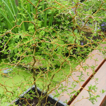 Sophora prostrata 'Little Baby'