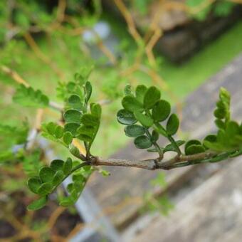 Sophora prostrata 'Little Baby'