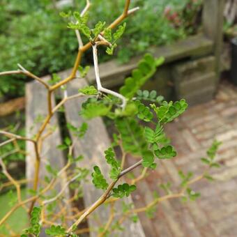 Sophora prostrata 'Little Baby'