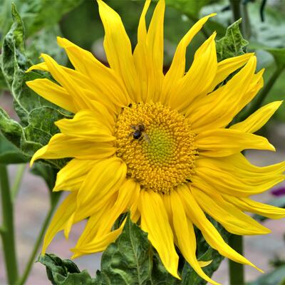 Helianthus annuus 'Zebulon' - 