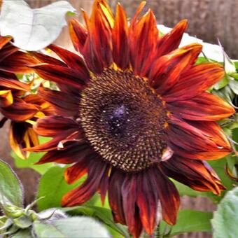 Helianthus annuus 'Moulin Rouge'