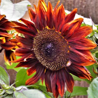 Helianthus annuus 'Moulin Rouge' - 