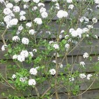 Viburnum x burkwoodii 'Anne Russell'