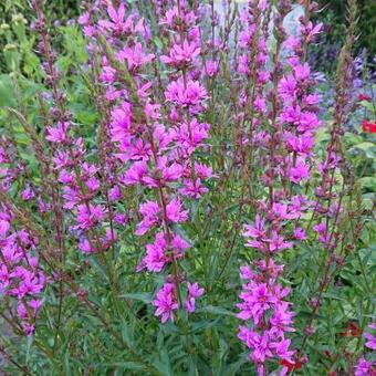 Lythrum salicaria 'Robin'