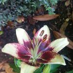 Lilium 'Netty's Pride' - 