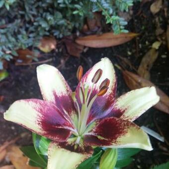 Lilium 'Netty's Pride'