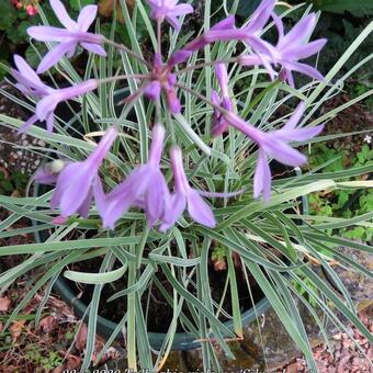 Tulbaghia violacea 'Silver Lace'