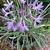 Tulbaghia violacea 'Silver Lace'