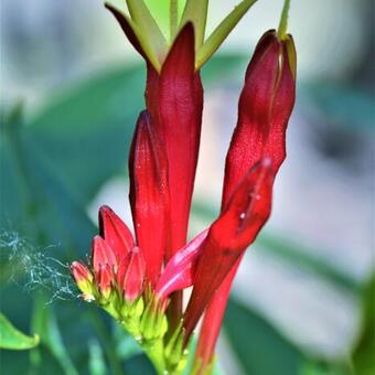 Spigelia marilandica 'Little Redhead'