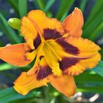 Hemerocallis ‘Raging Tiger’ - 