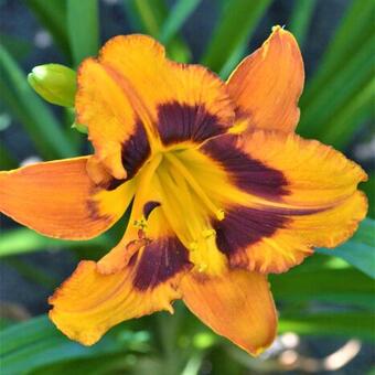 Hemerocallis ‘Raging Tiger’