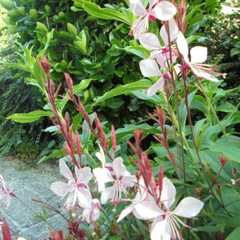 Gaura lindheimeri 'GAUDI Pink'