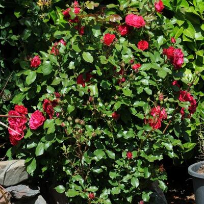 Rosa 'Duftwolke' - 