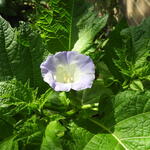 Nicandra physalodes 'Alba' - 