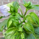 Nicandra physalodes 'Alba' - 