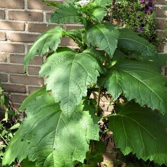 Nicandra physalodes 'Alba'