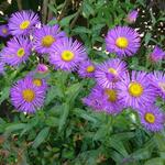 Erigeron 'Dunkelste Aller' - 