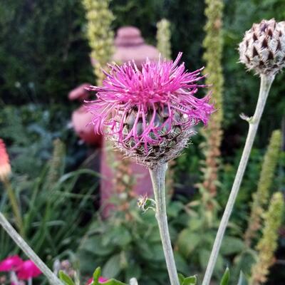 Centaurea atropurpurea - Centaurea atropurpurea