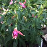 Fuchsia 'Fairy Lights' - 