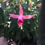 Fuchsia 'Fairy Lights' - 