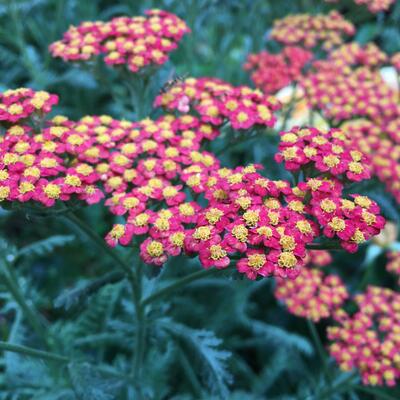 Achillea millefolium 'Safran'