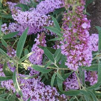 Buddleja alternifolia 'Unique'