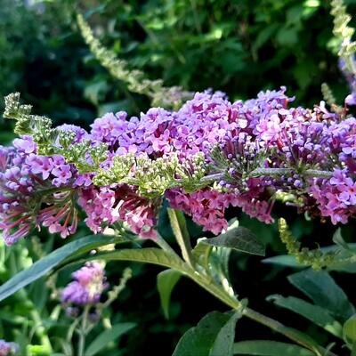 Buddleja davidii 'BUZZ Violet' - 