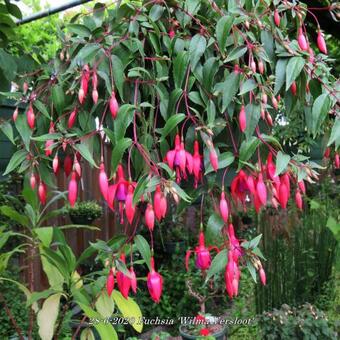 Fuchsia 'Wilma Versloot'